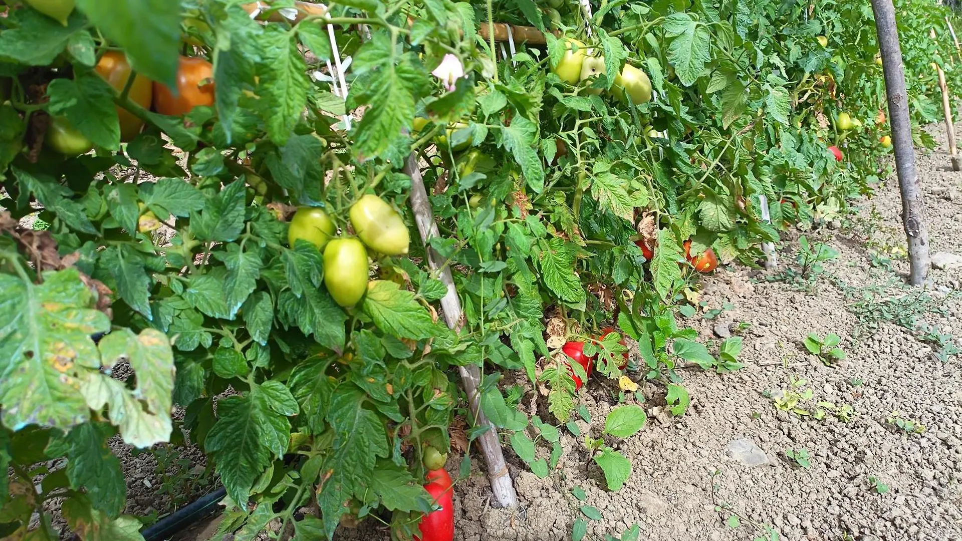 Agriturismo Le Campanelle - Sicilia - Cefalu Lascari Farm stay