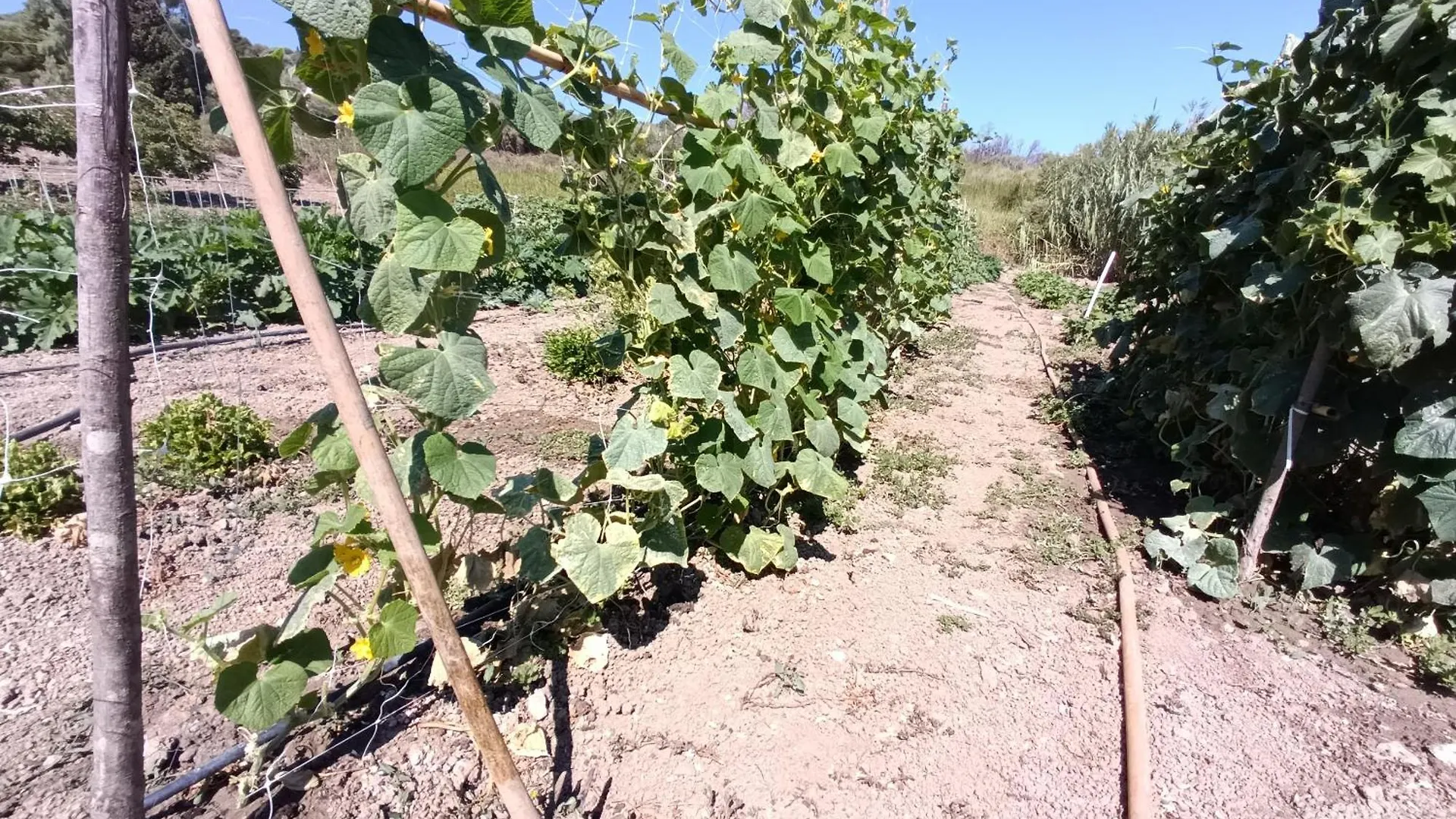Farm stay Agriturismo Le Campanelle - Sicilia - Cefalu Lascari